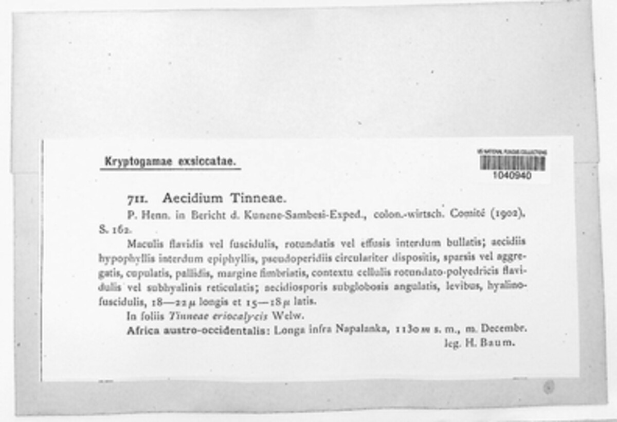 Aecidium tinneae image